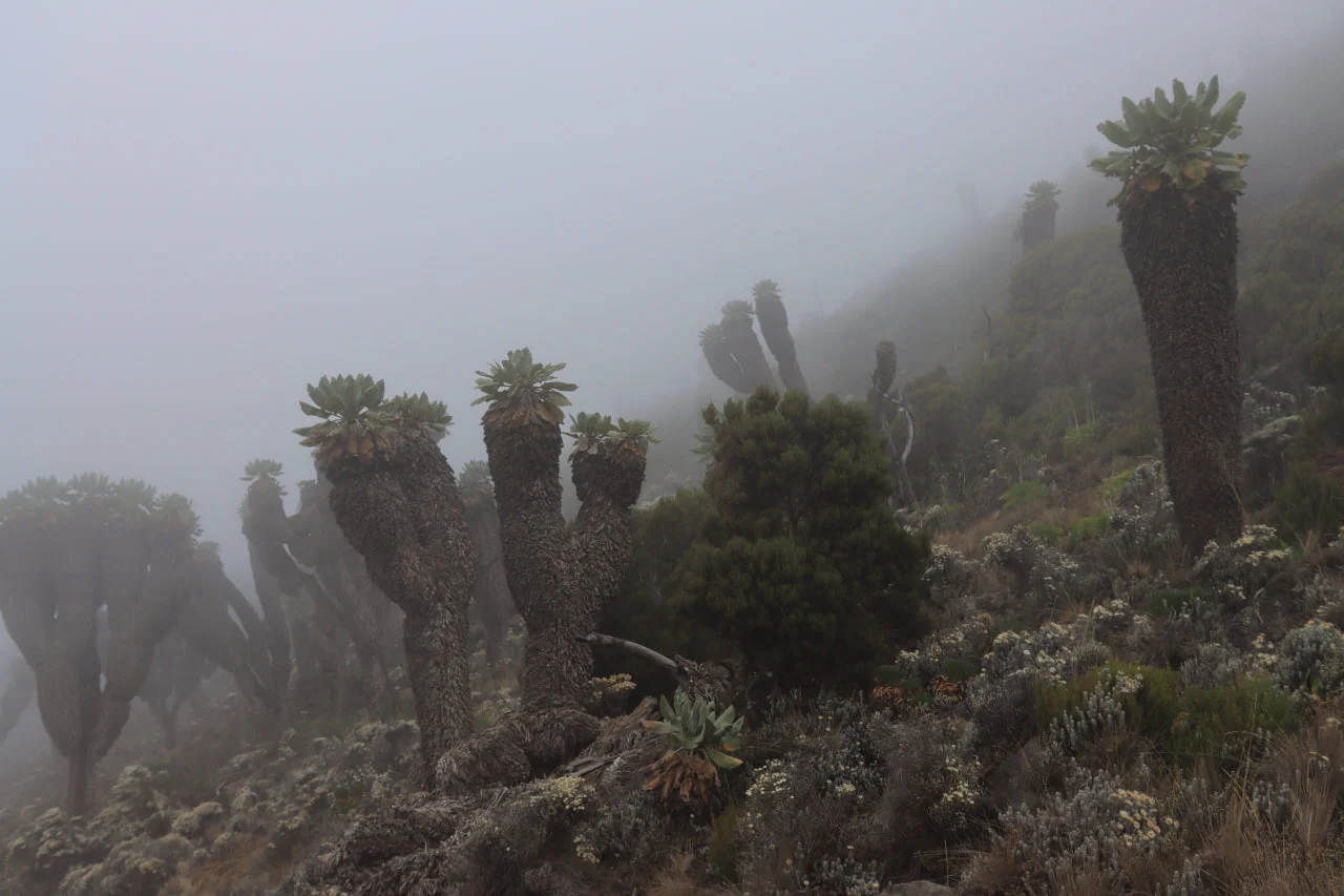 Giant Groundsel växer längs den natursköna Lemosho-rutten och andra södra och västra Kilimanjaro-rutter