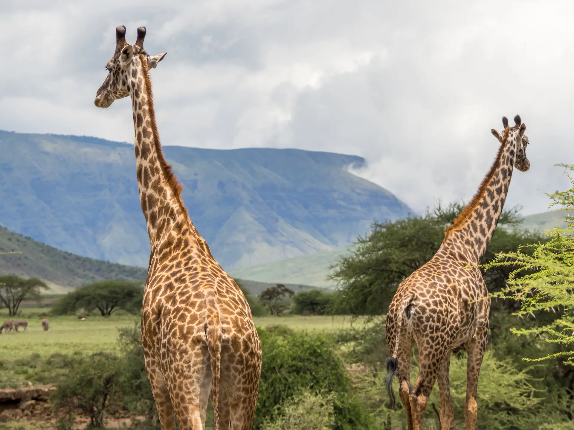 Giraffer vid Lake Natron