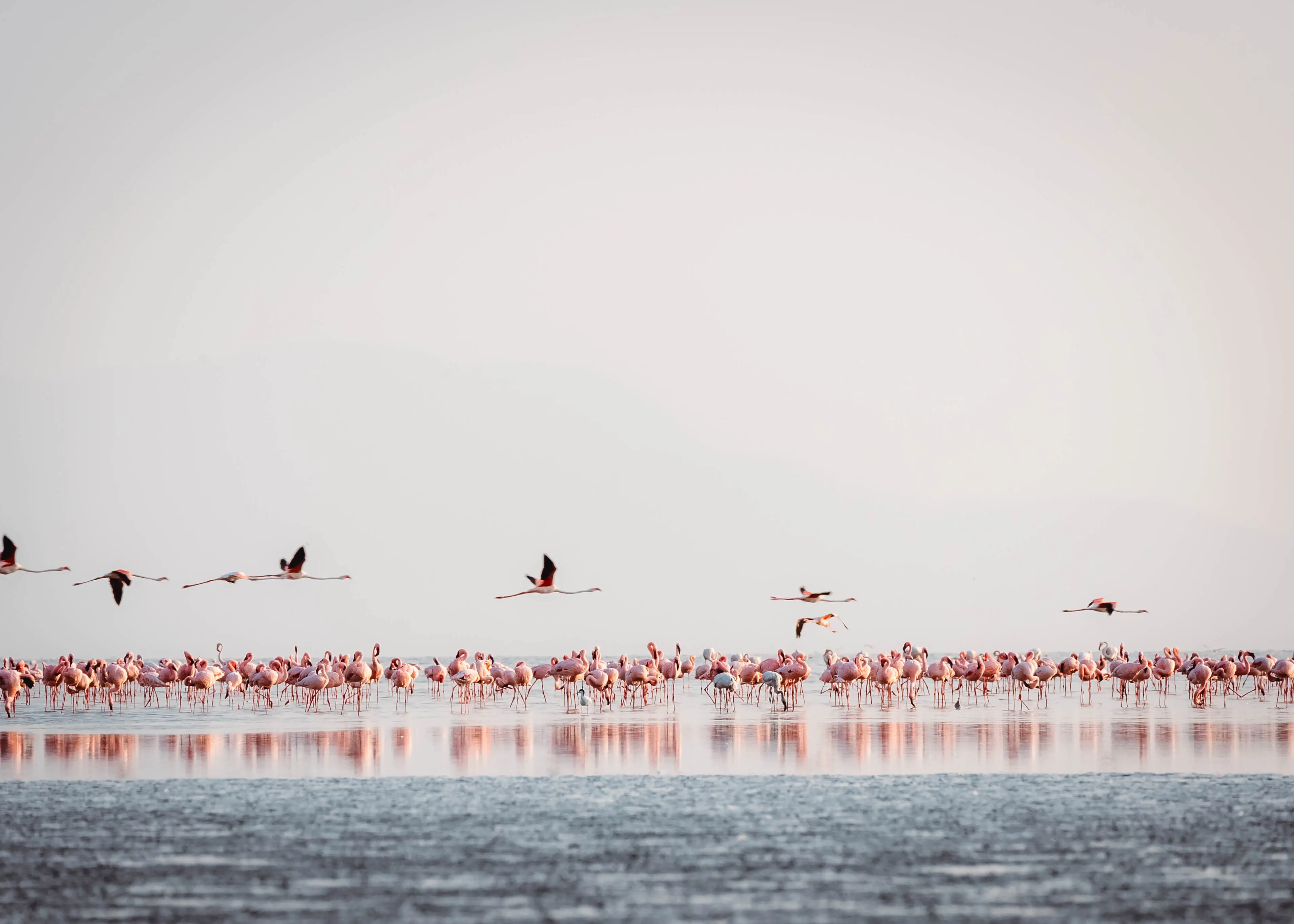 Lake Natron – häckningsplats för dvärgflamingor. Foto: Altezza Travel archive