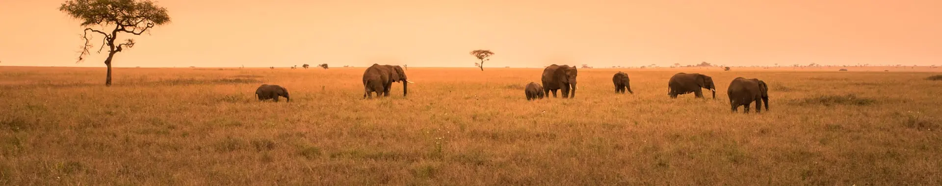 Nyerere nationalpark (Selous)
