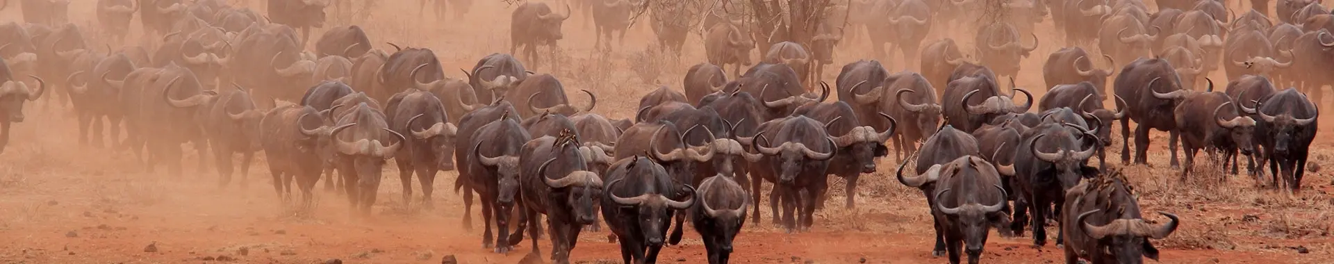 Afrikansk buffel