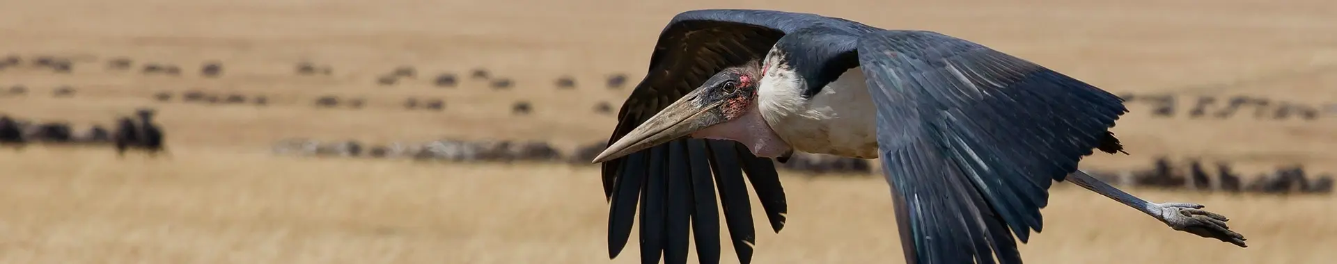 Afrikansk marabou