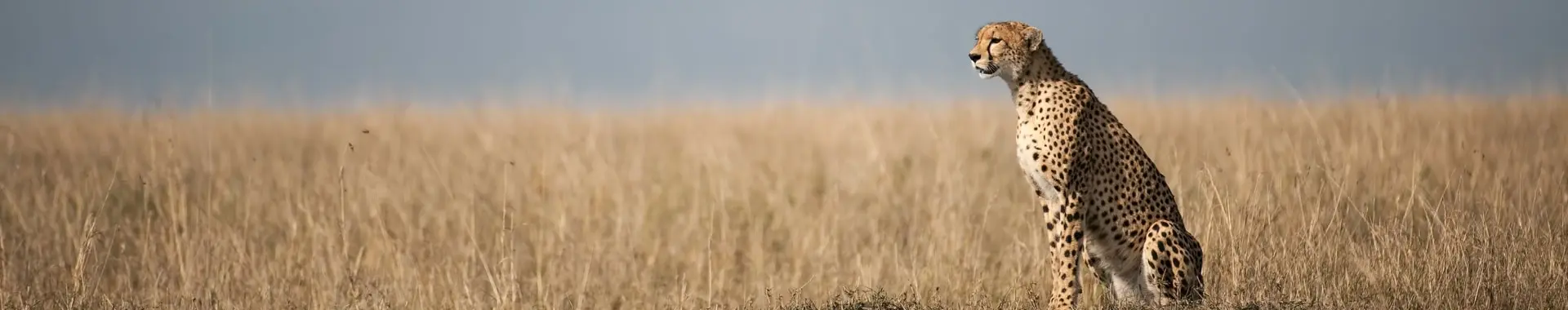 Afrikansk gepard