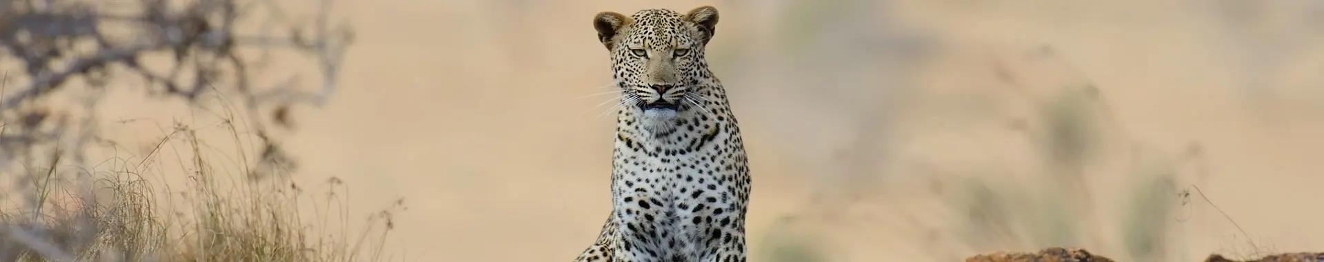 Afrikansk leopard