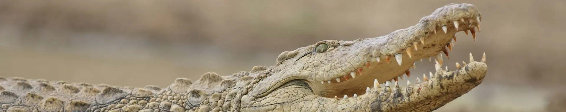 Afrikansk krokodil