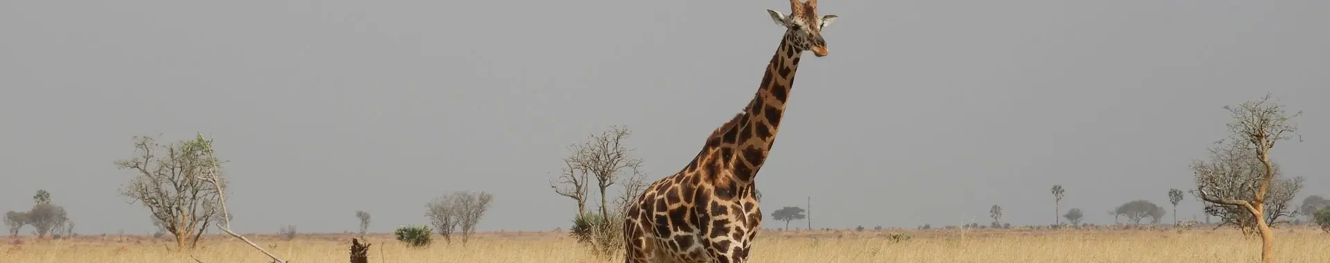 Afrikansk giraff