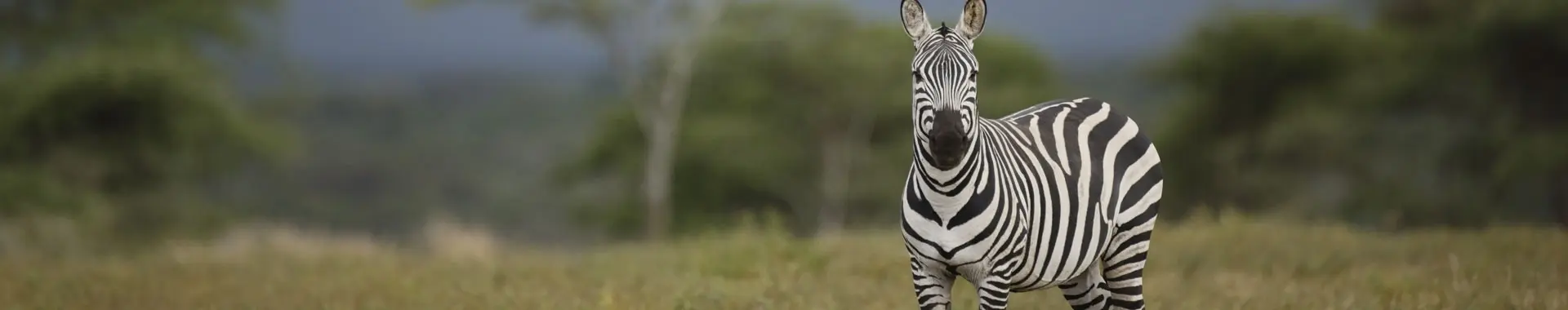 Afrikansk zebra
