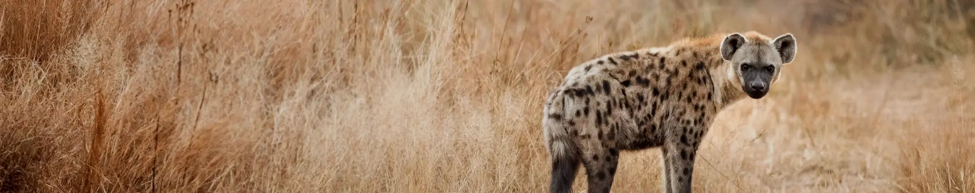 Afrikansk hyena