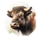 Buffel