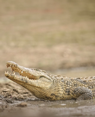 Ruaha nationalpark