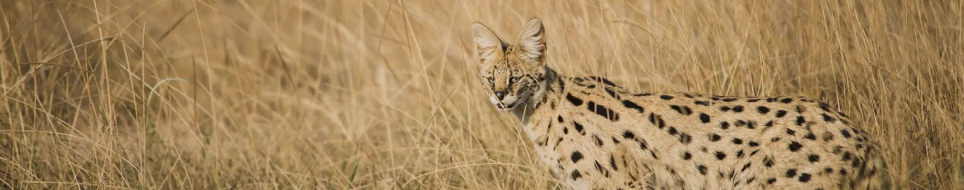 Afrikansk serval