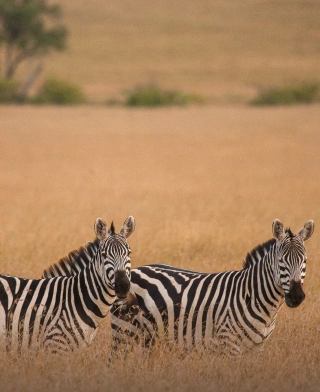 Arusha nationalpark