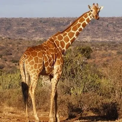 Giraff