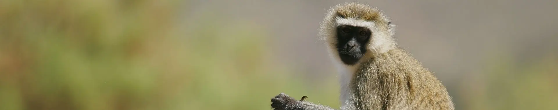 Afrikansk grön markatta