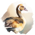 Nilgås