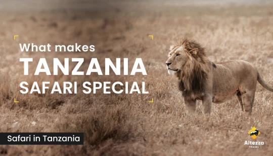 Vad som gör safari i Tanzania särskilt
