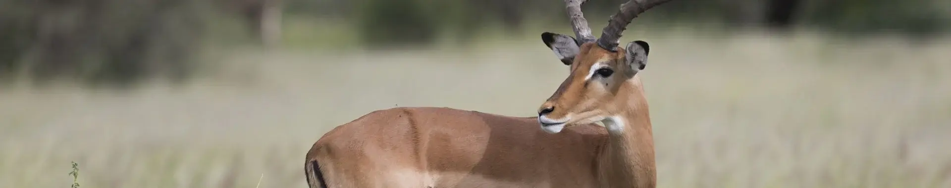 Afrikansk impala