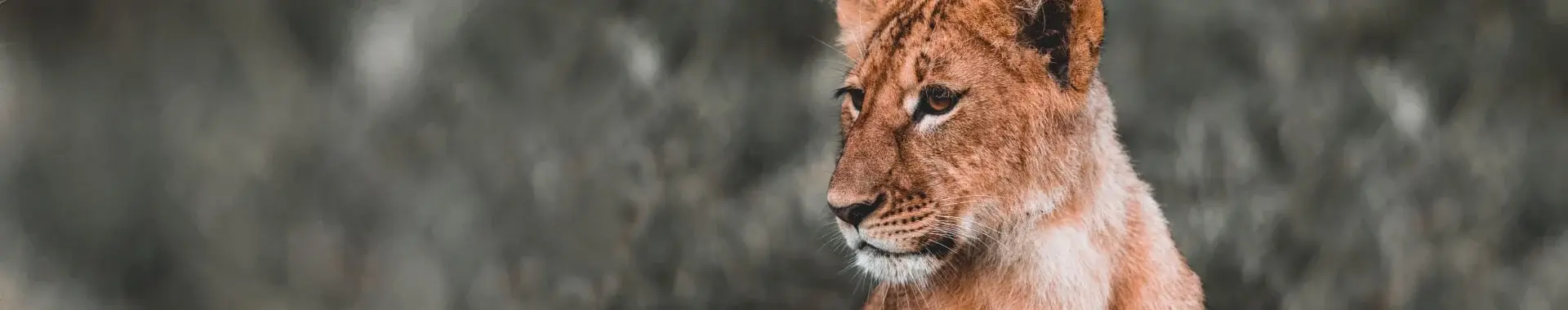 Ruaha nationalpark