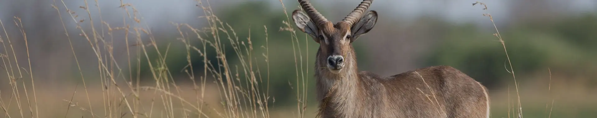 Afrikansk vattenbock